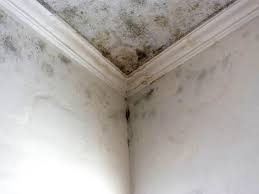 Reliable Hendersonville, NC Mold Inspection Solutions